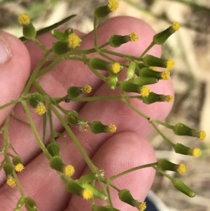 Senecio diaschides at Garran, ACT - 20 Jan 2022