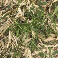 Senecio diaschides at Garran, ACT - 20 Jan 2022 01:23 PM