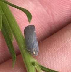 Anzora unicolor (Grey Planthopper) at Garran, ACT - 20 Jan 2022 by Tapirlord