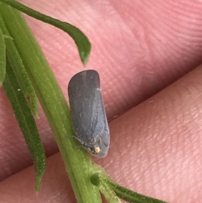 Anzora unicolor (Grey Planthopper) at Garran, ACT - 20 Jan 2022 by Tapirlord