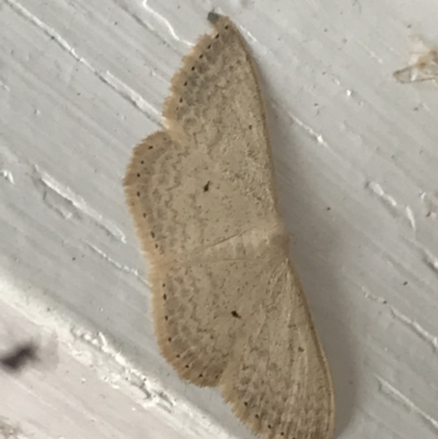 Scopula optivata (Varied Wave) at Garran, ACT - 20 Jan 2022 by Tapirlord