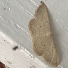 Scopula optivata at Garran, ACT - 20 Jan 2022