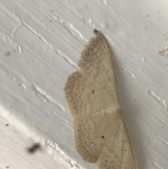 Scopula optivata at Garran, ACT - 20 Jan 2022