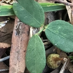 Glycine tabacina at Garran, ACT - 20 Jan 2022 07:27 PM