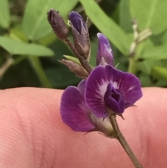 Glycine tabacina at Garran, ACT - 21 Jan 2022