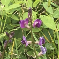 Glycine tabacina at Garran, ACT - 21 Jan 2022