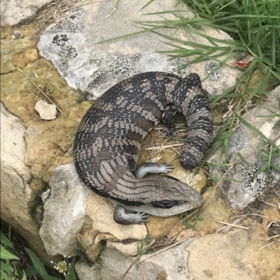 Tiliqua scincoides scincoides (Eastern Blue-tongue) at Garran, ACT - 21 Jan 2022 by Tapirlord