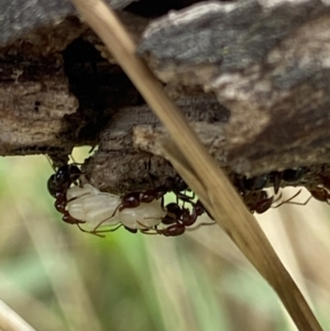 Papyrius sp. (genus) at Macarthur, ACT - 22 Jan 2022