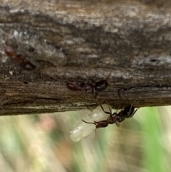 Papyrius sp. (genus) at Macarthur, ACT - 22 Jan 2022