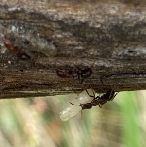 Papyrius sp. (genus) at Macarthur, ACT - 22 Jan 2022