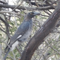 Strepera graculina (Pied Currawong) at Amaroo, ACT - 19 Jan 2020 by Amata