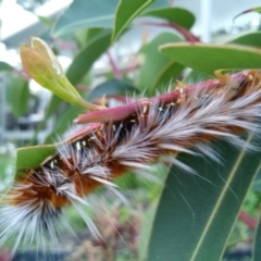 Anthela varia (Hairy Mary) at Malua Bay, NSW - 22 Jan 2022 by HelenJ