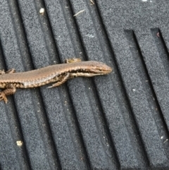 Eulamprus sp. (genus) (Water Skink) at Tuross Head, NSW - 23 Jan 2022 by jmcleod