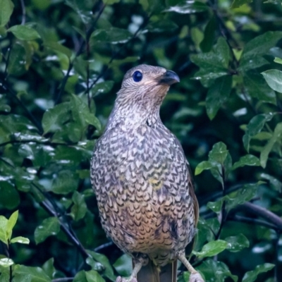 Ptilonorhynchus violaceus (Satin Bowerbird) at Jerrabomberra, NSW - 11 Jan 2022 by MarkT