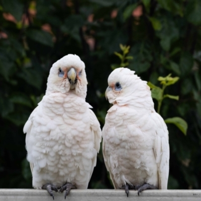 Cacatua sanguinea (Little Corella) at Jerrabomberra, NSW - 3 Jan 2022 by MarkT