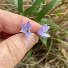 Billardiera heterophylla (Western Australian Bluebell Creeper) at Acton, ACT - 22 Jan 2022 by Jenny54