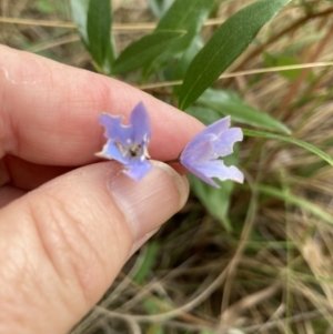 Billardiera heterophylla at Acton, ACT - 23 Jan 2022