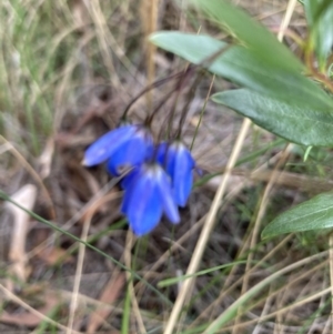 Billardiera heterophylla at Acton, ACT - 23 Jan 2022