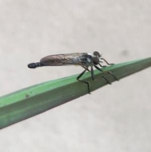 Cerdistus sp. (genus) at Sth Tablelands Ecosystem Park - 20 Jan 2022 09:18 AM