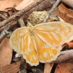 Heteronympha merope (Common Brown Butterfly) at Acton, ACT - 23 Jan 2022 by HelenCross