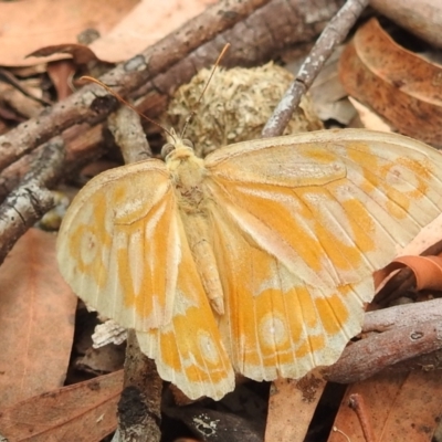 Heteronympha merope (Common Brown Butterfly) at Acton, ACT - 23 Jan 2022 by HelenCross