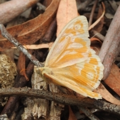 Heteronympha merope at Acton, ACT - 23 Jan 2022 09:08 AM