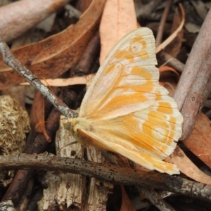 Heteronympha merope at Acton, ACT - 23 Jan 2022 09:08 AM