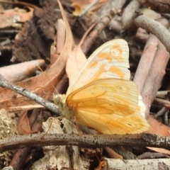 Heteronympha merope at Acton, ACT - 23 Jan 2022 09:08 AM