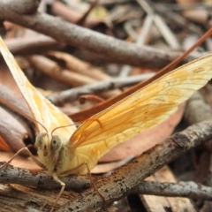 Heteronympha merope at Acton, ACT - 23 Jan 2022 09:08 AM