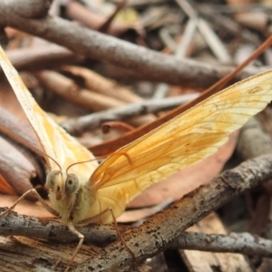 Heteronympha merope at Acton, ACT - 23 Jan 2022 09:08 AM