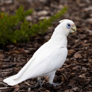 Cacatua sanguinea at Jerrabomberra, NSW - 2 Jan 2022