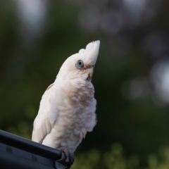 Cacatua sanguinea (Little Corella) at Jerrabomberra, NSW - 4 Jan 2022 by MarkT