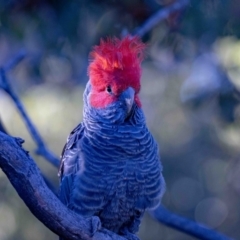 Callocephalon fimbriatum (Gang-gang Cockatoo) at Aranda, ACT - 8 Nov 2021 by MarkT