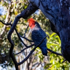 Callocephalon fimbriatum at Aranda, ACT - 8 Nov 2021