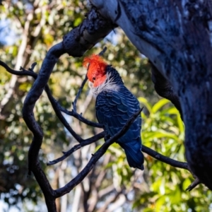 Callocephalon fimbriatum at Aranda, ACT - 8 Nov 2021