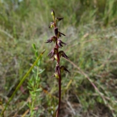 Corunastylis rufa at Queanbeyan West, NSW - 22 Jan 2022 by Paul4K