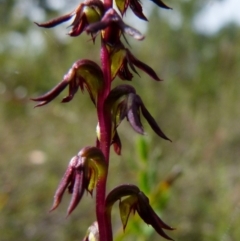 Corunastylis rufa at Queanbeyan West, NSW - suppressed