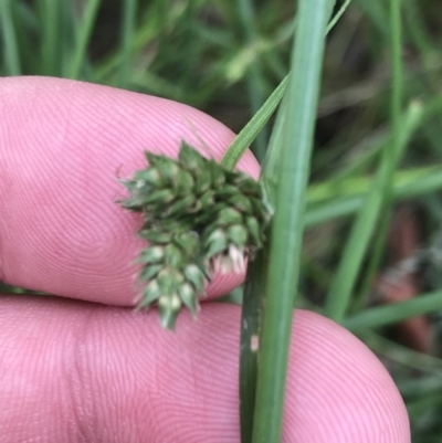 Carex inversa (Knob Sedge) at O'Malley, ACT - 21 Jan 2022 by Tapirlord