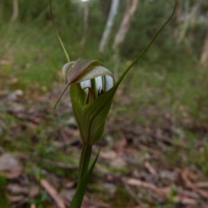 Diplodium reflexum at Queanbeyan West, NSW - suppressed