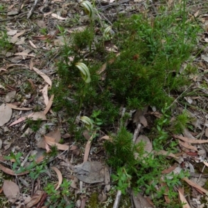 Diplodium reflexum at Queanbeyan West, NSW - suppressed