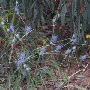 Eryngium ovinum at Yarralumla, ACT - 23 Jan 2022 10:13 AM