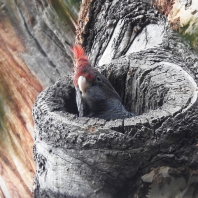 Callocephalon fimbriatum (Gang-gang Cockatoo) at GG17 - 22 Jan 2022 by HelenCross