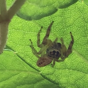 Opisthoncus grassator at McKellar, ACT - suppressed