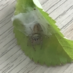 Opisthoncus grassator at McKellar, ACT - suppressed