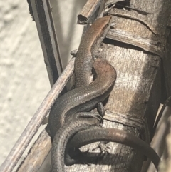 Lampropholis delicata (Delicate Skink) at Belconnen, ACT - 23 Jan 2022 by Dora