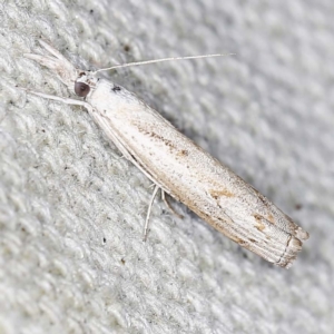 Culladia cuneiferellus at O'Connor, ACT - 16 Jan 2022