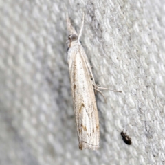 Culladia cuneiferellus at O'Connor, ACT - 16 Jan 2022