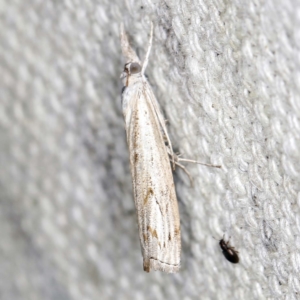 Culladia cuneiferellus at O'Connor, ACT - 16 Jan 2022