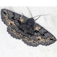 Melanodes anthracitaria at O'Connor, ACT - 16 Jan 2022 08:55 PM