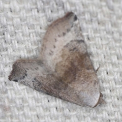 Mataeomera mesotaenia (Large Scale Moth) at O'Connor, ACT - 16 Jan 2022 by ibaird